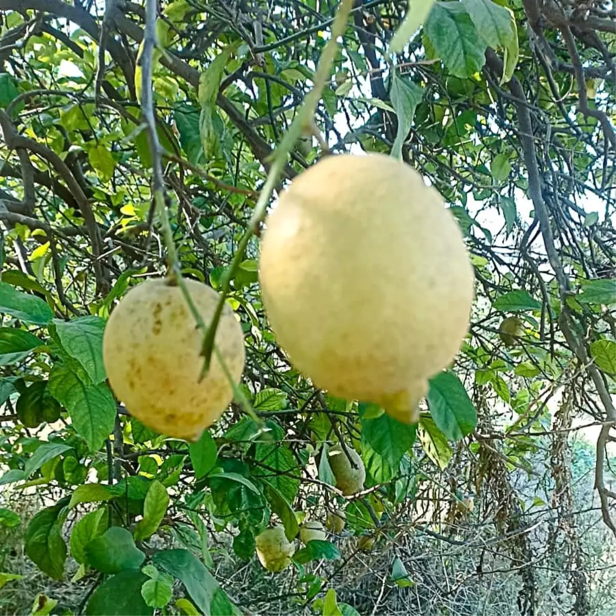 Muğla'da Limon ve Greyfurt Bahçelerinde Zararlılarla Mücadele Başlatıldı